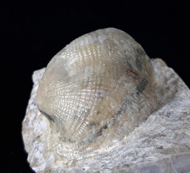 Reticulatia praeuralensis STEPHANOV 1948 - Bild © FossNet FossilienStore